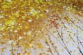 Textura de detalle de decoración de pared de oro de árbol amarillo 2